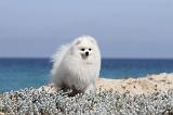SPITZ ALLEMAND 180